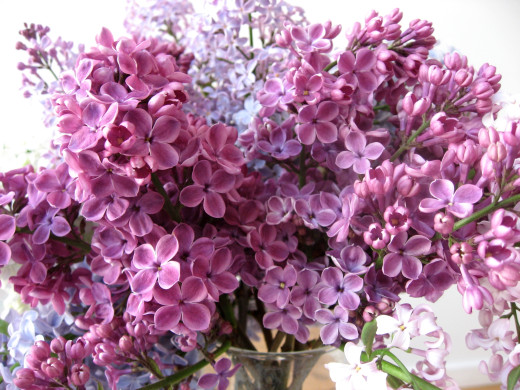 641463 (a): :2200x1650